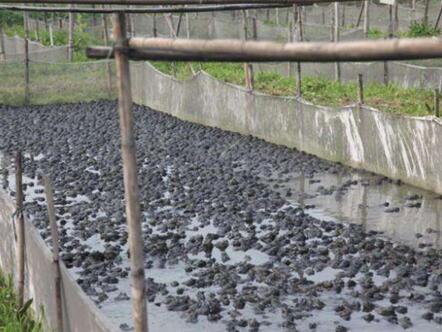 Why is aquaculture cage widely used